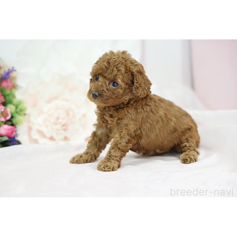 成約済の京都府のトイプードル-430561の10枚目