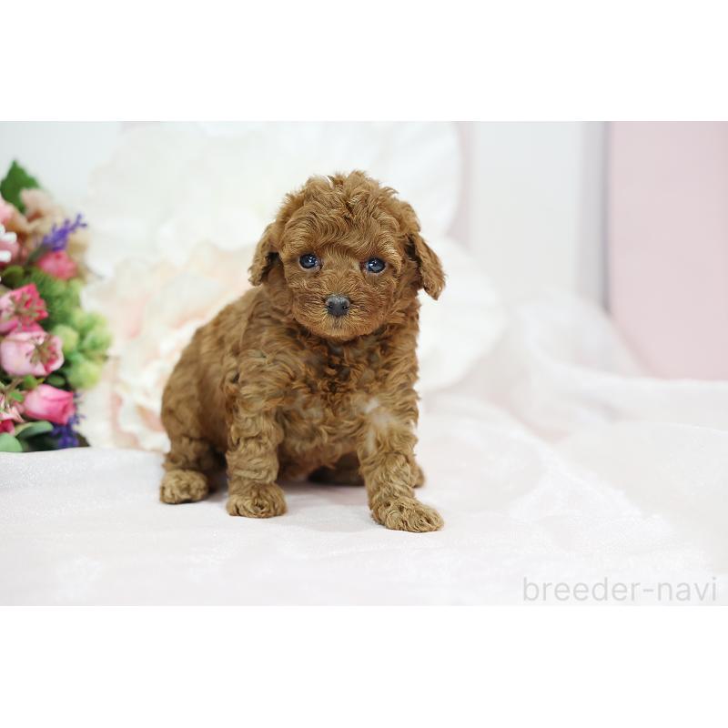 成約済の京都府のトイプードル-430561の9枚目