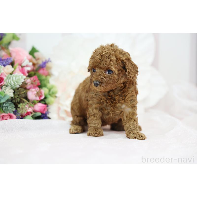 成約済の京都府のトイプードル-430561の8枚目