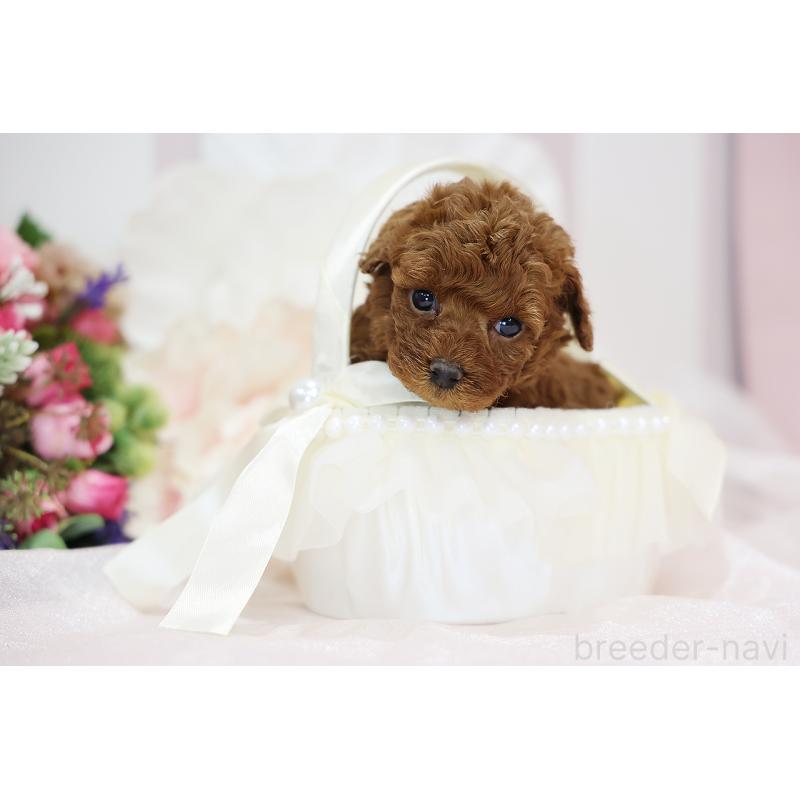 成約済の京都府のトイプードル-430561の7枚目