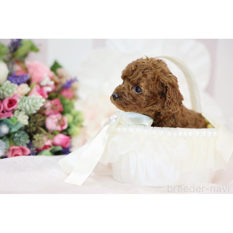 成約済の京都府のトイプードル-430561の6枚目