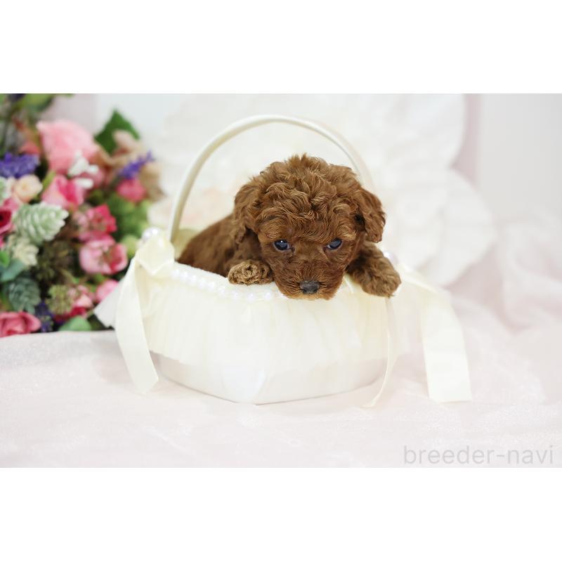 成約済の京都府のトイプードル-430561の4枚目