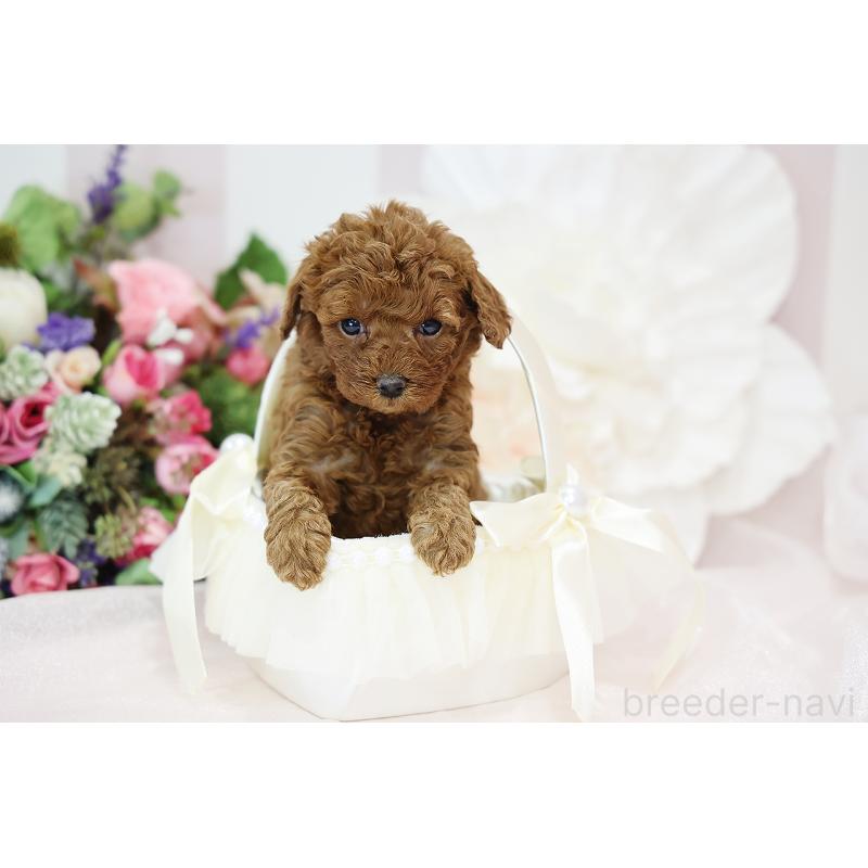 成約済の京都府のトイプードル-430561の5枚目