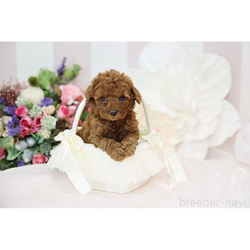 成約済の京都府のトイプードル-430561の3枚目