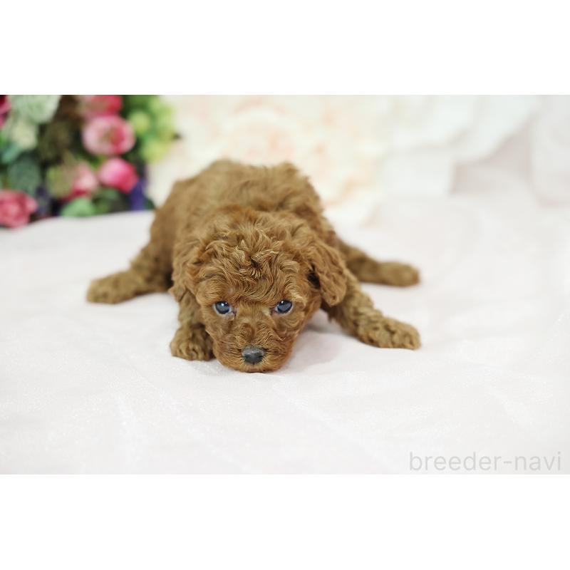 成約済の京都府のトイプードル-430561の2枚目