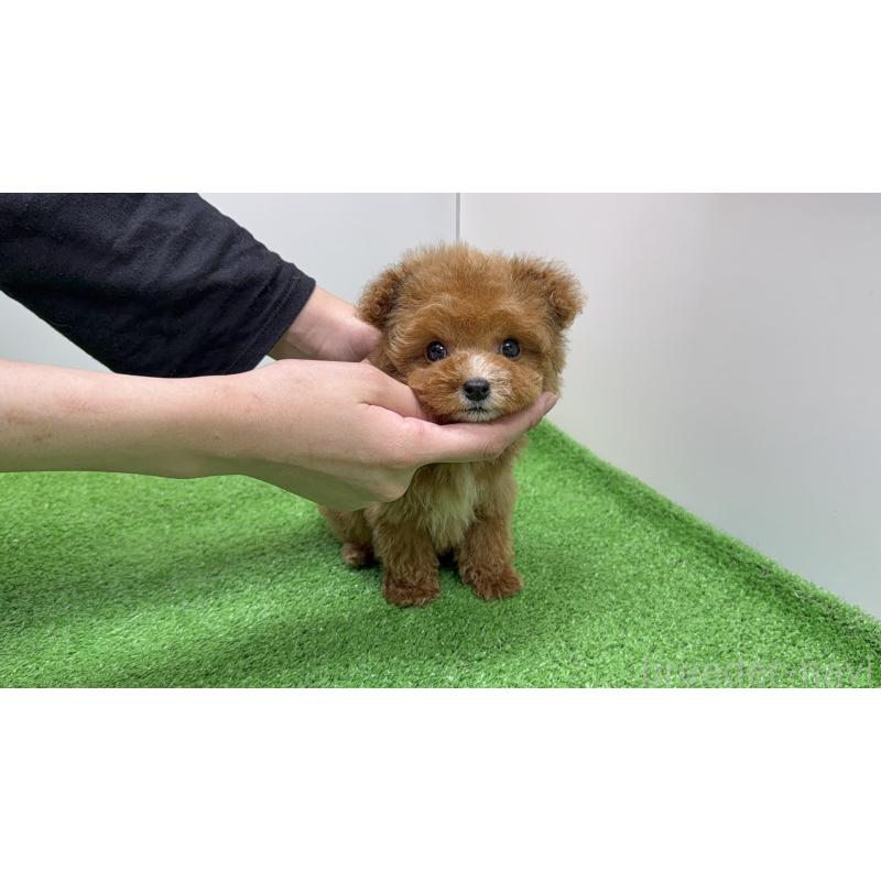 販売中の東京都のティーカッププードル-433896の9枚目