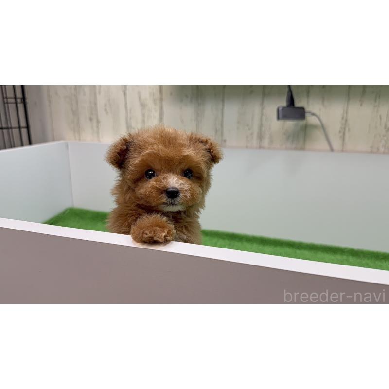 販売中の東京都のティーカッププードル-433896の4枚目