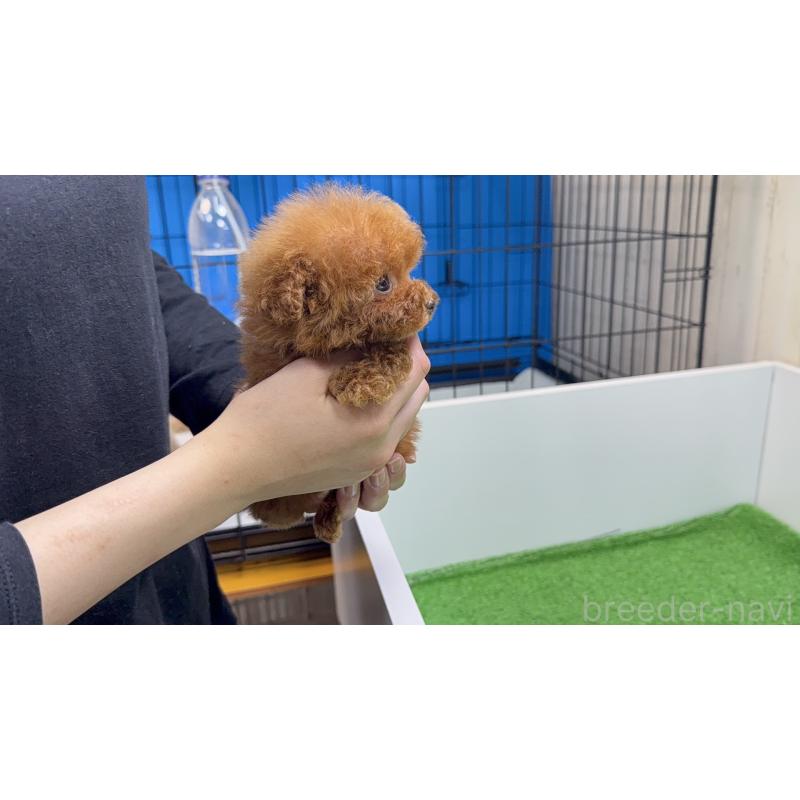 販売中の東京都のティーカッププードル-433897の8枚目