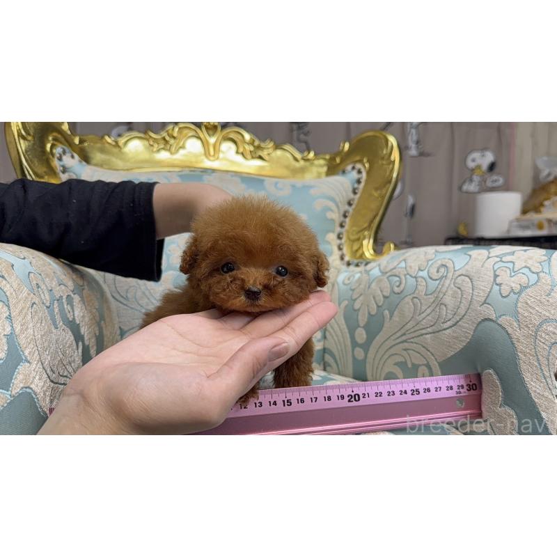 販売中の東京都のティーカッププードル-433897の5枚目