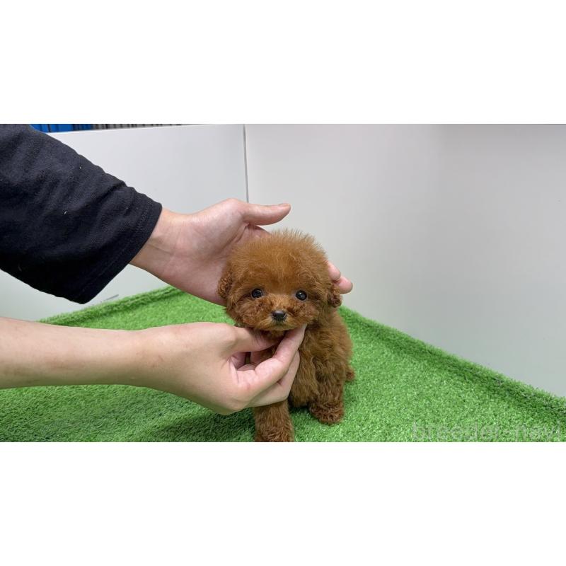 販売中の東京都のティーカッププードル-433897の2枚目