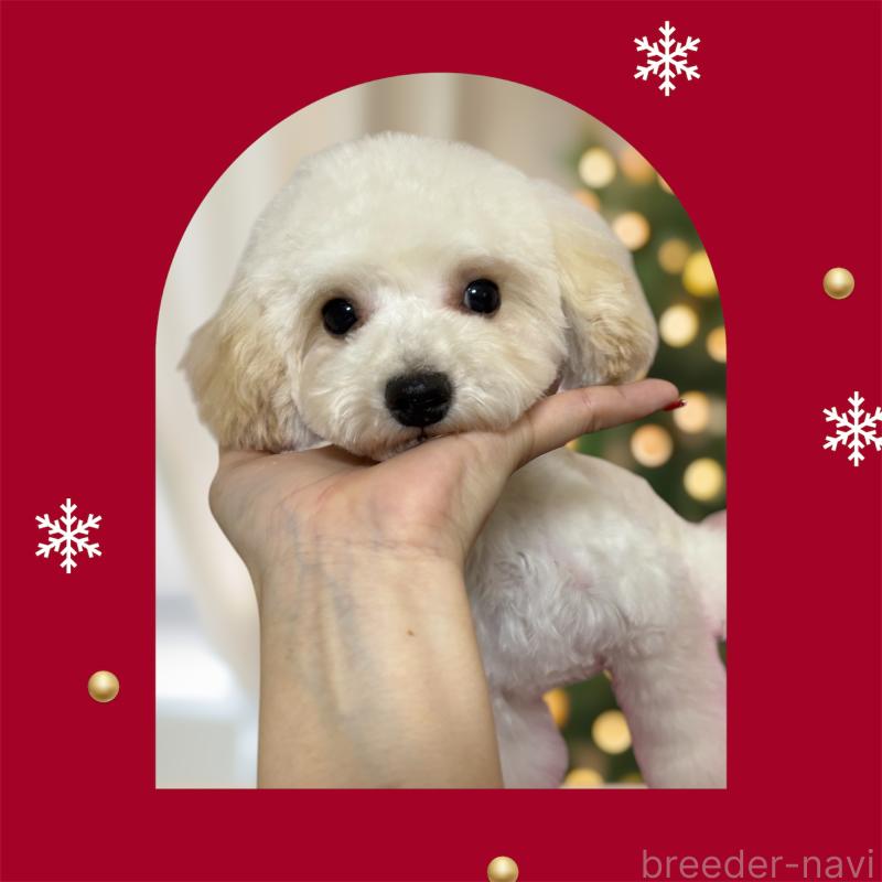 販売中の大阪府のティーカッププードル-408601