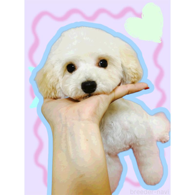 販売中の大阪府のティーカッププードル-408601の2枚目