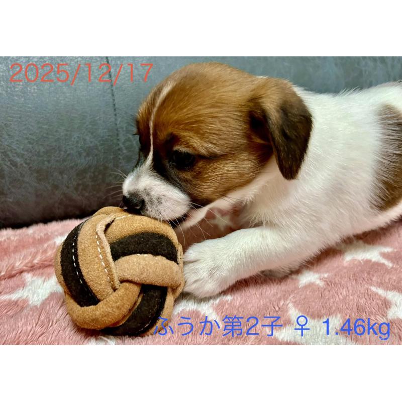 販売中の岡山県のジャックラッセルテリア-433900の3枚目