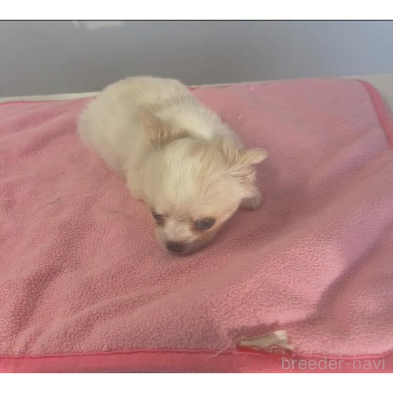 販売中の岐阜県のチワワ(ロングコート)-433898の2枚目