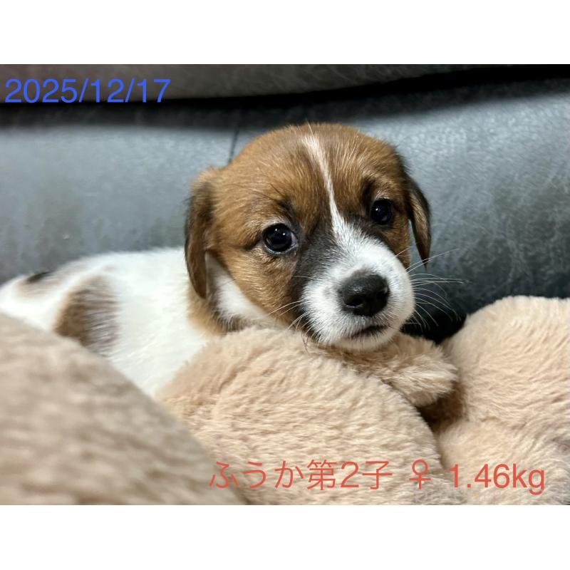 販売中の岡山県のジャックラッセルテリア-433900の2枚目