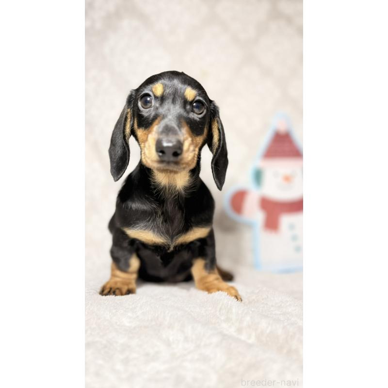販売中の千葉県のミニチュアダックスフンド(スムースヘアード)-422379の7枚目