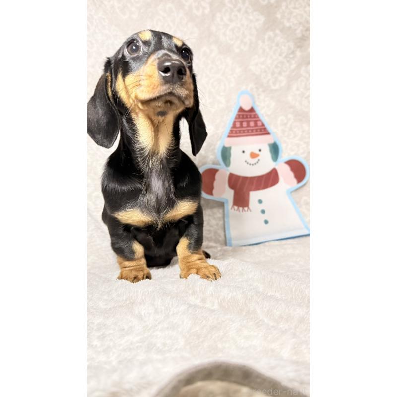 販売中の千葉県のミニチュアダックスフンド(スムースヘアード)-422379の5枚目