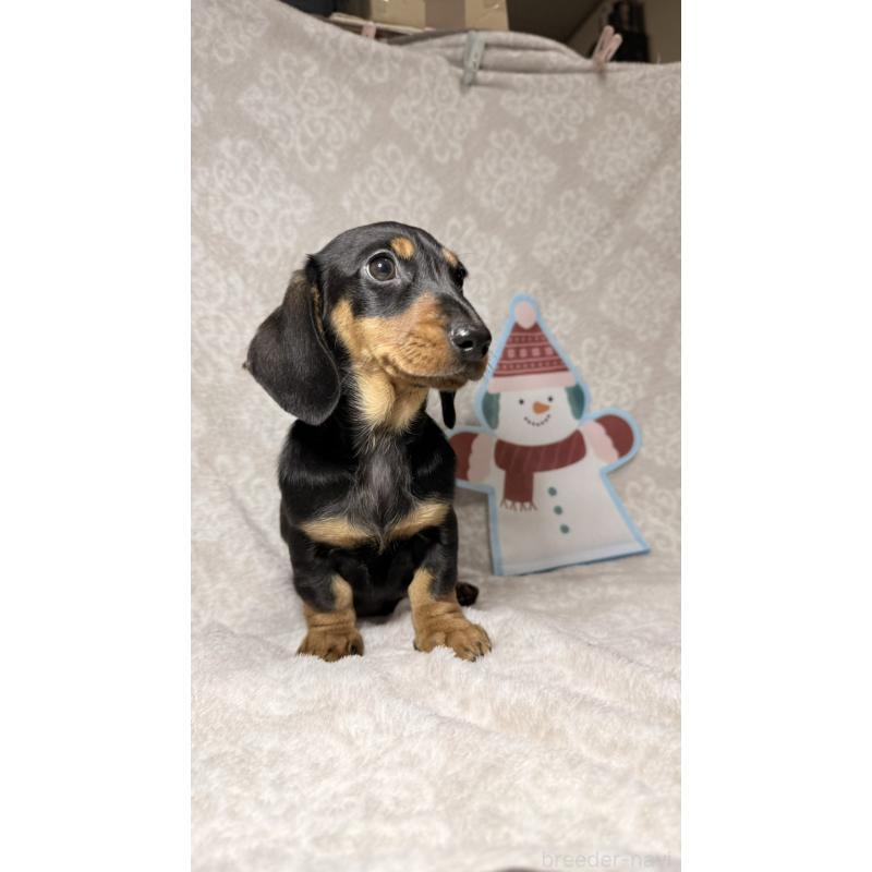 販売中の千葉県のミニチュアダックスフンド(スムースヘアード)-422379の4枚目