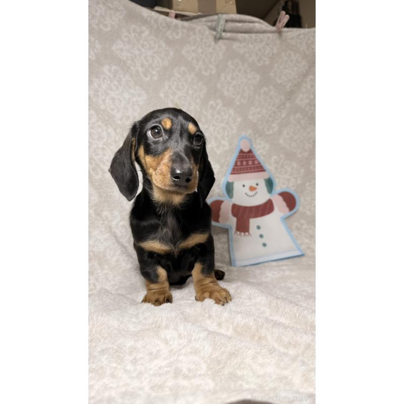 販売中の千葉県のミニチュアダックスフンド(スムースヘアード)-422379の3枚目