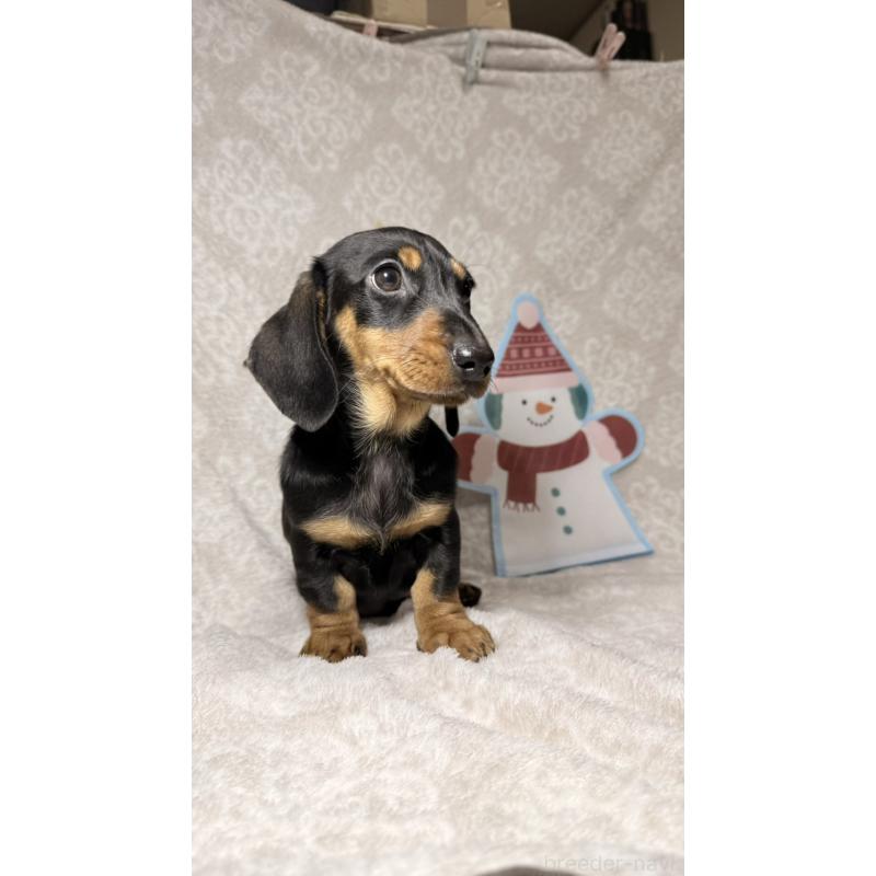 販売中の千葉県のミニチュアダックスフンド(スムースヘアード)-422379の2枚目