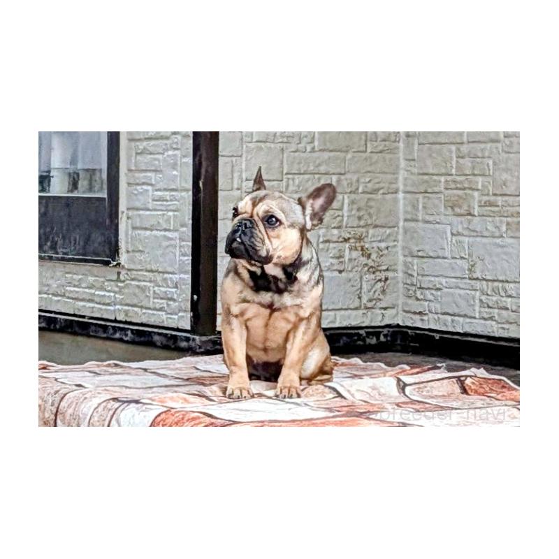 販売中ののフレンチブルドッグ-433904