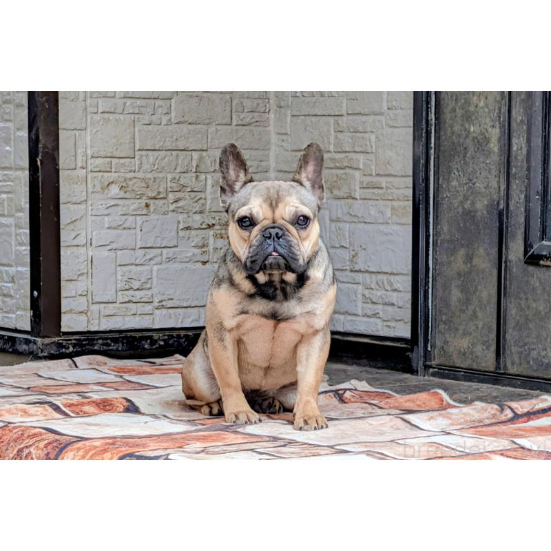 販売中の愛知県のフレンチブルドッグ-433904の4枚目