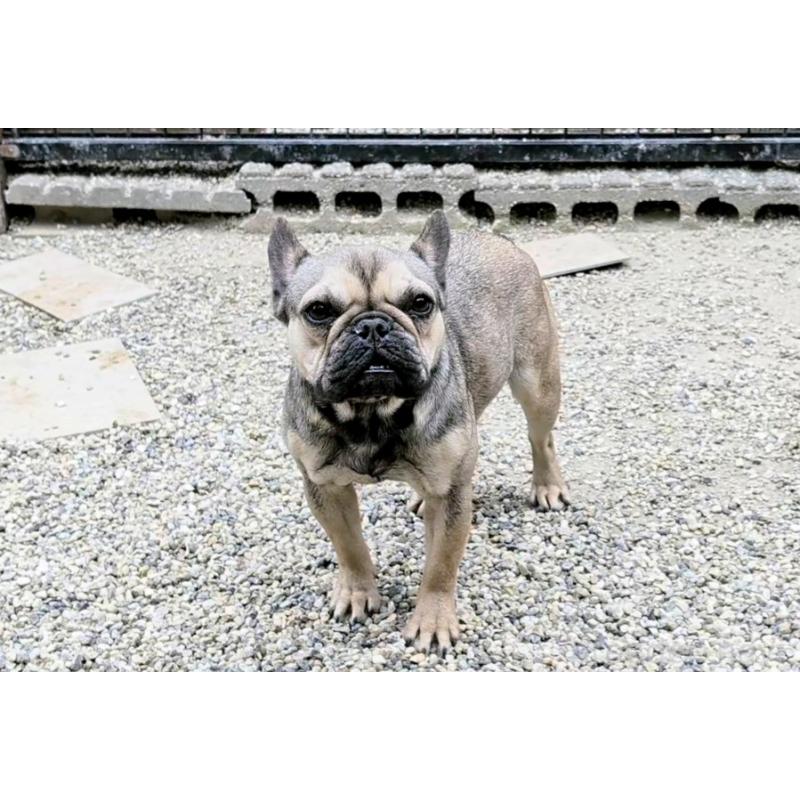 販売中の愛知県のフレンチブルドッグ-433904の3枚目