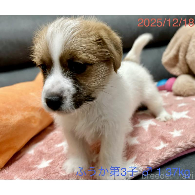 販売中の岡山県のジャックラッセルテリア-433903の3枚目