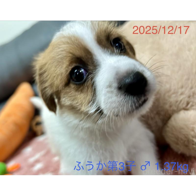 販売中の岡山県のジャックラッセルテリア-433903の2枚目