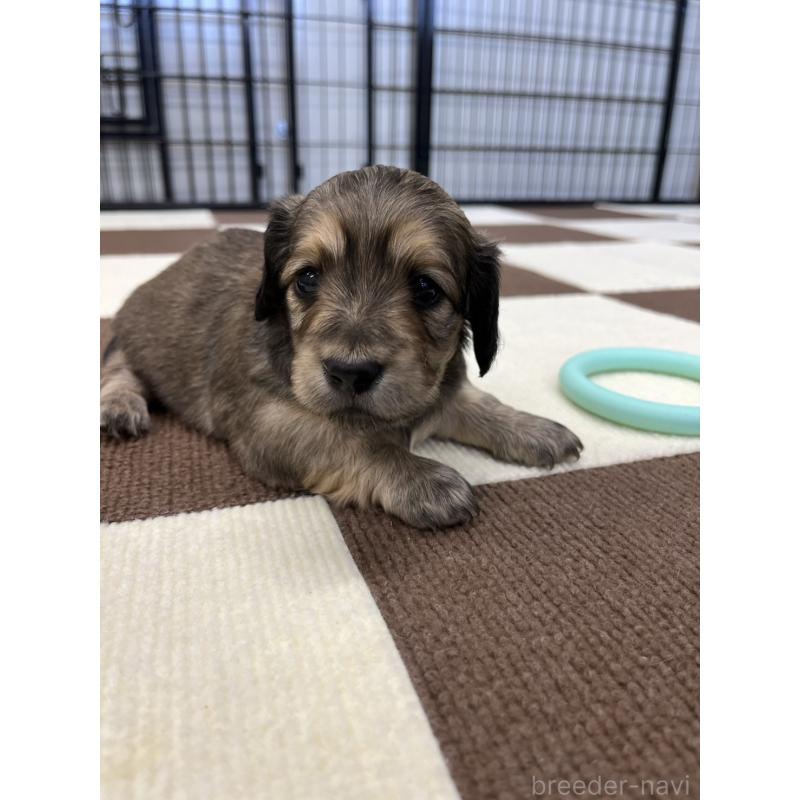 販売中の埼玉県のミニチュアダックスフンド(ロングヘアード)-433905の5枚目