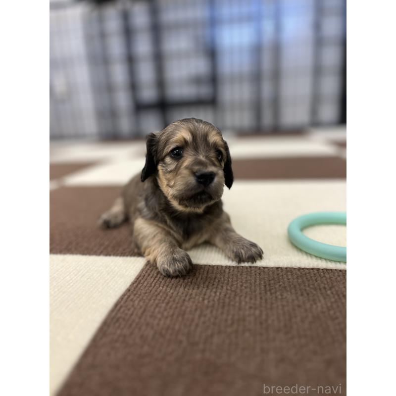 販売中の埼玉県のミニチュアダックスフンド(ロングヘアード)-433905の4枚目