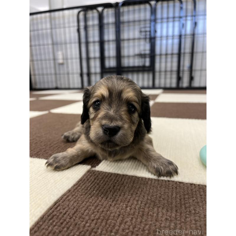 販売中の埼玉県のミニチュアダックスフンド(ロングヘアード)-433905の3枚目