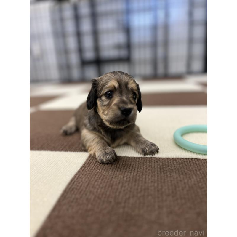 販売中の埼玉県のミニチュアダックスフンド(ロングヘアード)-433905の2枚目