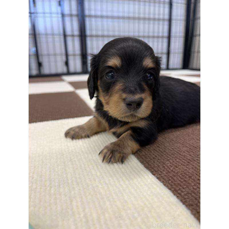 販売中の埼玉県のミニチュアダックスフンド(ロングヘアード)-433906の3枚目