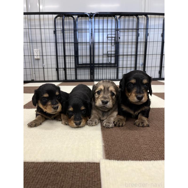 販売中の埼玉県のミニチュアダックスフンド(ロングヘアード)-433906の2枚目