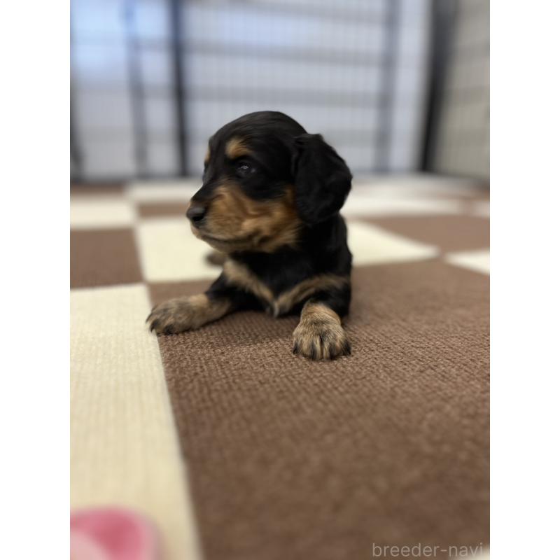 販売中の埼玉県のミニチュアダックスフンド(ロングヘアード)-433907の5枚目