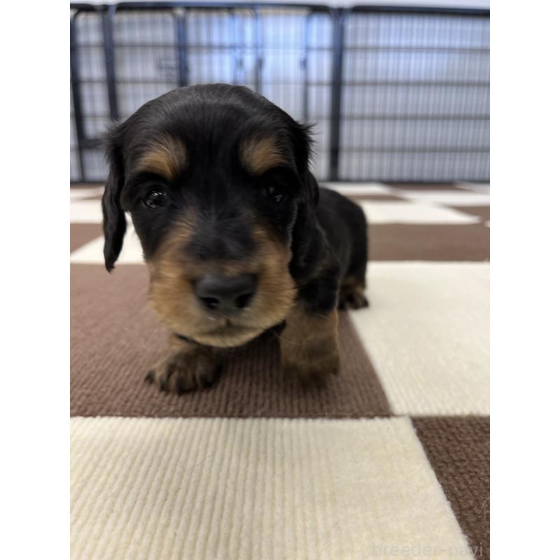 販売中の埼玉県のミニチュアダックスフンド(ロングヘアード)-433907の4枚目