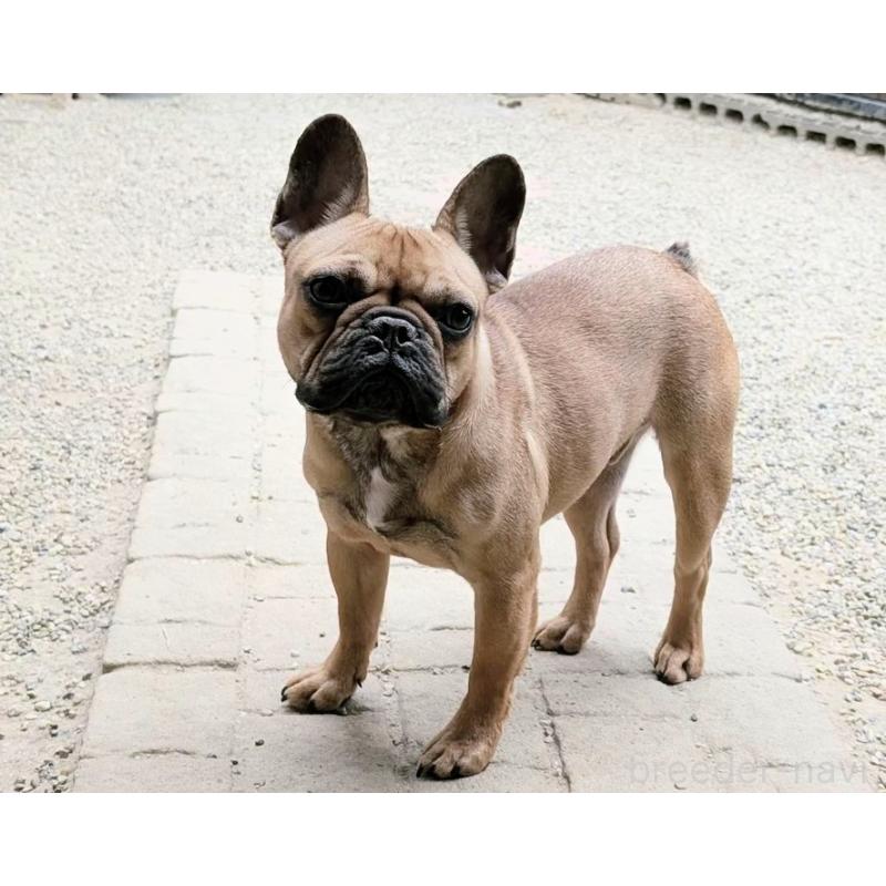 販売中の愛知県のフレンチブルドッグ-433908の1枚目