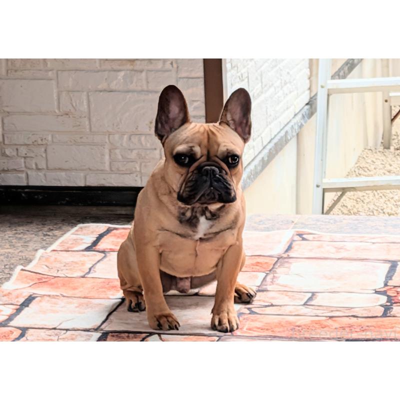 販売中の愛知県のフレンチブルドッグ-433908の4枚目