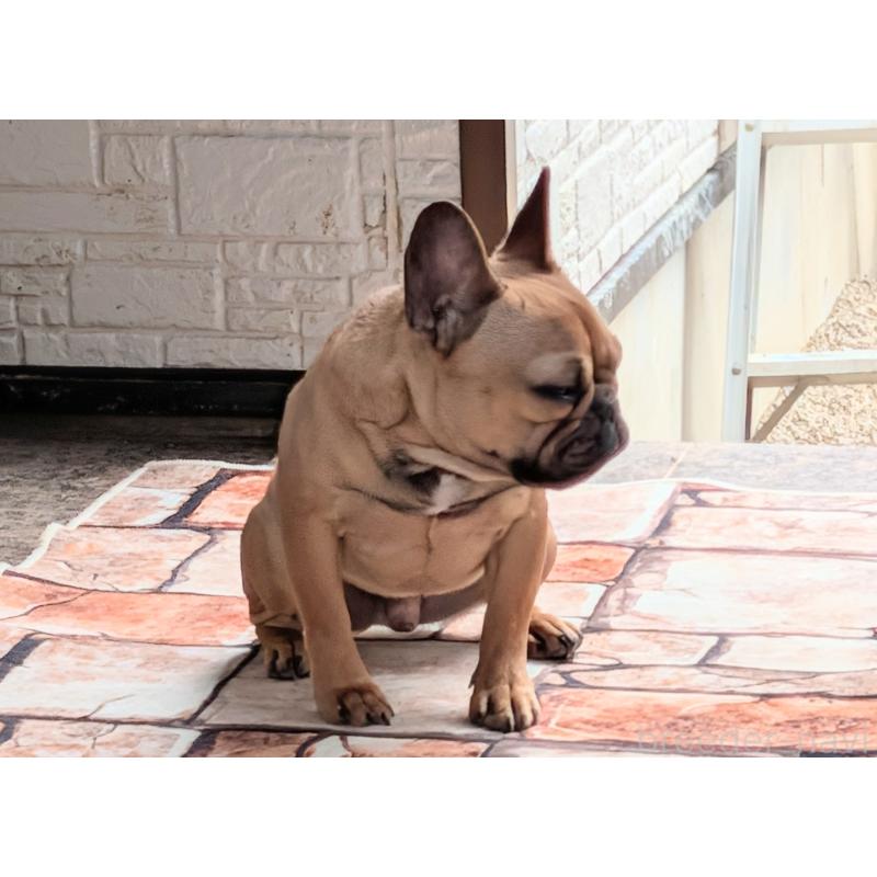 販売中の愛知県のフレンチブルドッグ-433908の3枚目