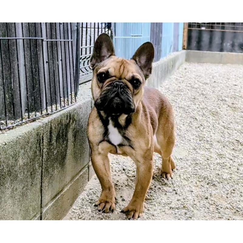 販売中の愛知県のフレンチブルドッグ-433911の4枚目