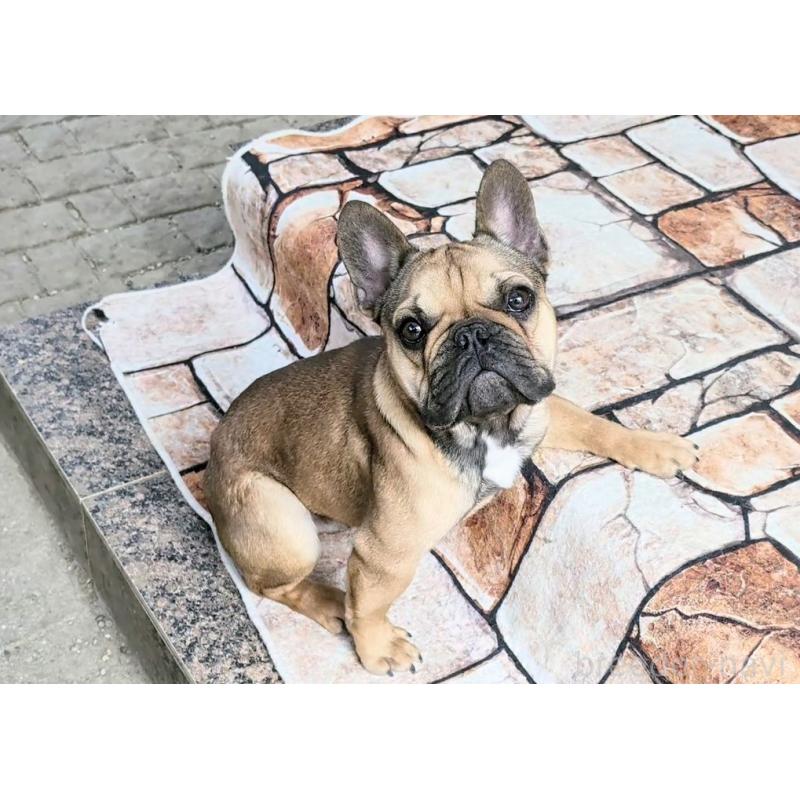 販売中の愛知県のフレンチブルドッグ-433911