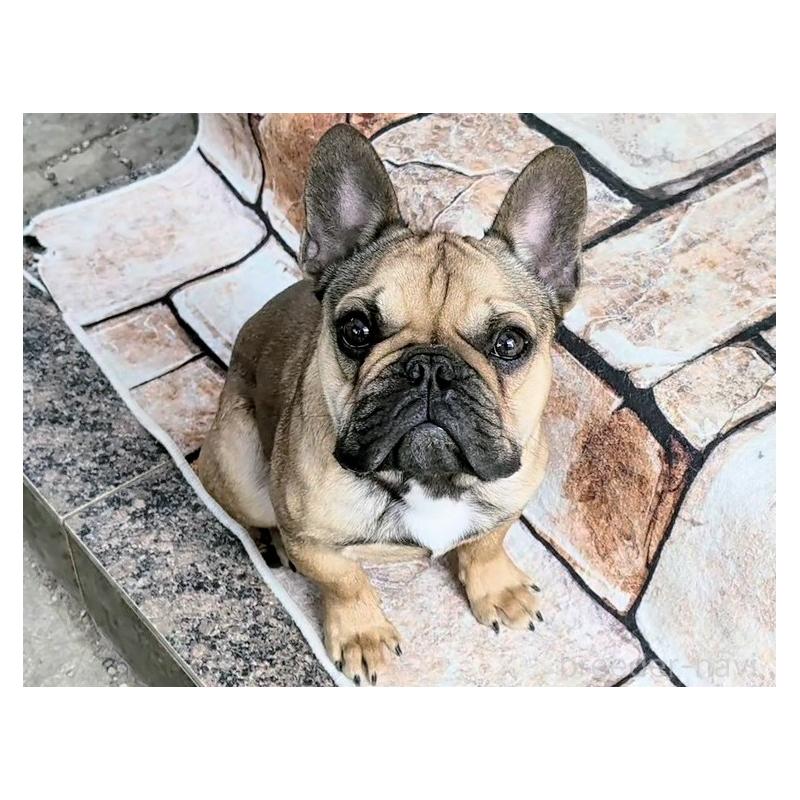 販売中の愛知県のフレンチブルドッグ-433911の2枚目