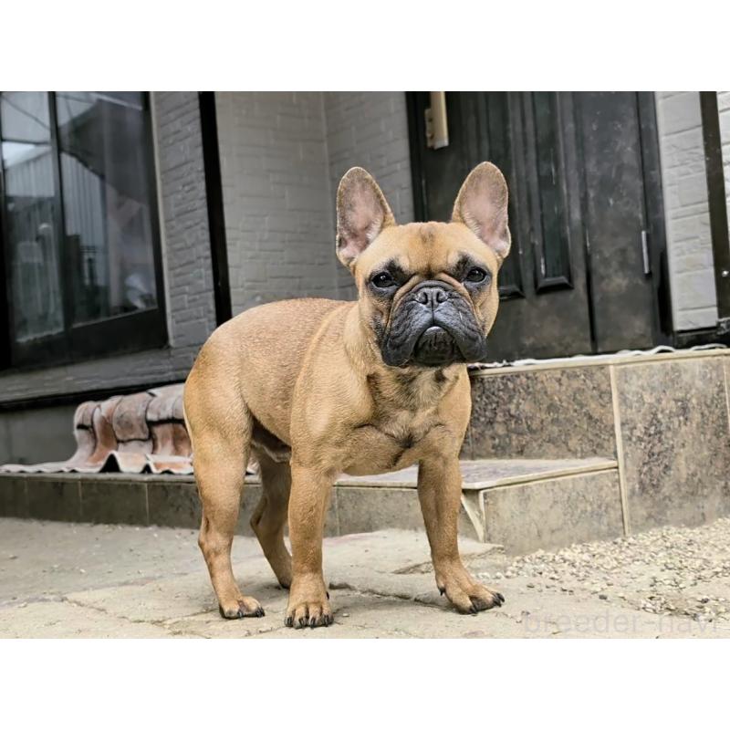 販売中の愛知県のフレンチブルドッグ-433912の4枚目