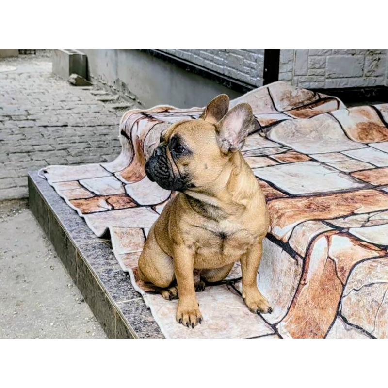 販売中の愛知県のフレンチブルドッグ-433912の3枚目
