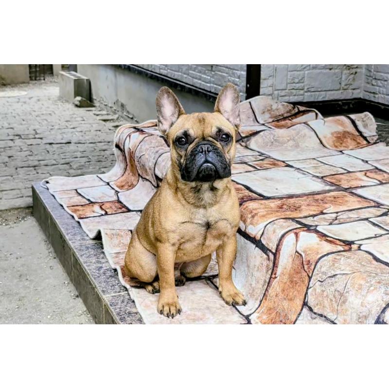 販売中の愛知県のフレンチブルドッグ-433912