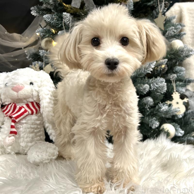 販売中の栃木県のマルプー:マルチーズ×トイプードル-416355の10枚目