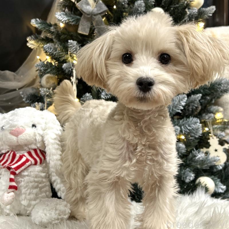 販売中の栃木県のマルプー:マルチーズ×トイプードル-416355の9枚目