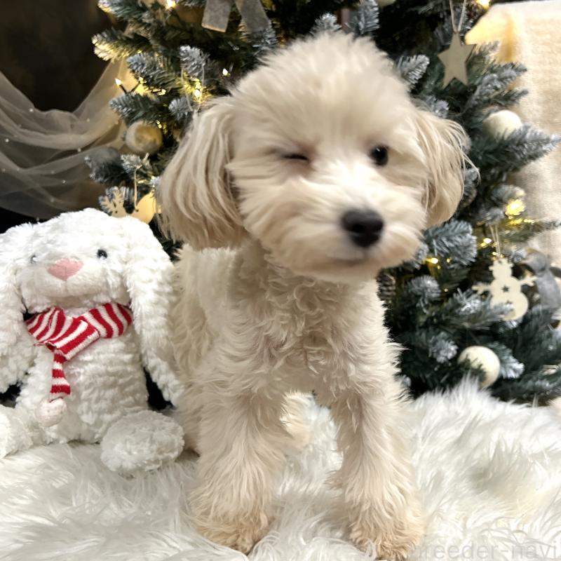 販売中の栃木県のマルプー:マルチーズ×トイプードル-416355の5枚目