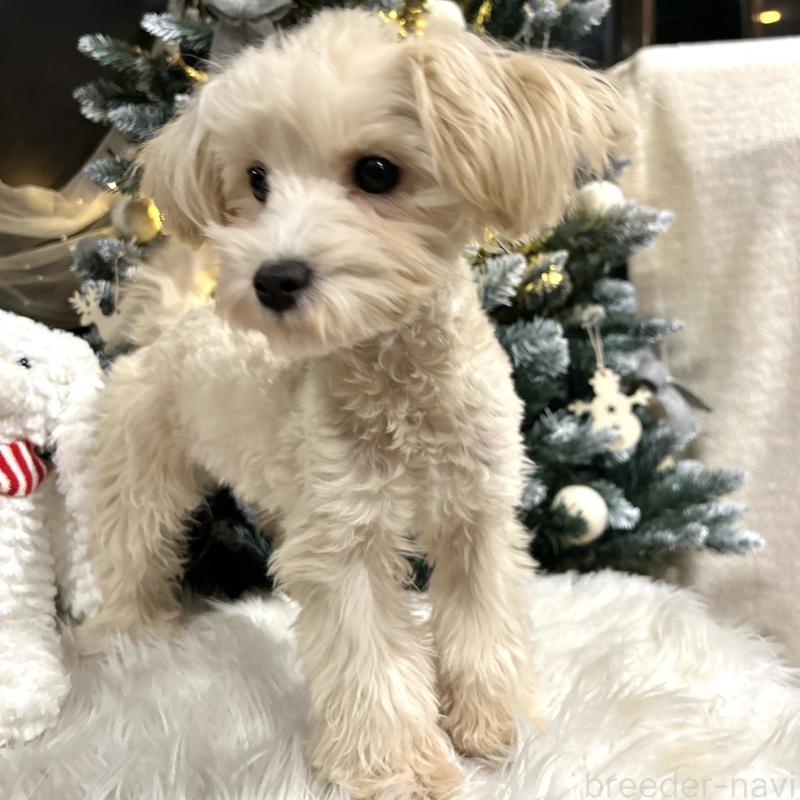販売中の栃木県のマルプー:マルチーズ×トイプードル-416355の4枚目